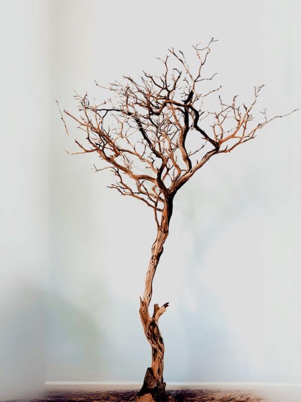 Ghost tree