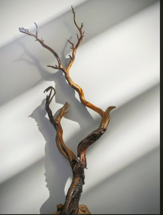 Ghost tree