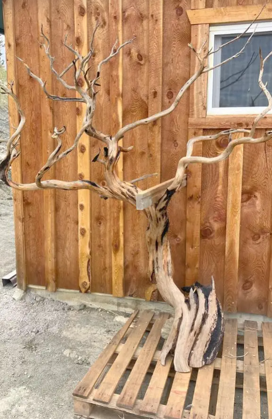 Ghost tree